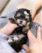 Teacup Morkie pups for rehoming