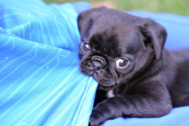agnificent Pug Puppies Image eClassifieds4u