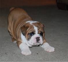 Cute English Bulldog Puppies Image eClassifieds4u