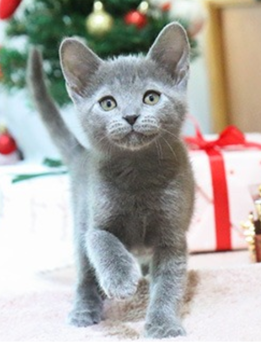 Gorgeous Russian blue kittens available -email us (awesomepets201@gmail.com) Image eClassifieds4u