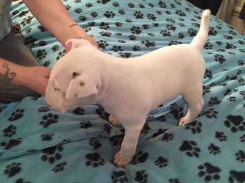 Happy English Bull Terrier Puppies For Adoption Image eClassifieds4u