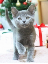 Gorgeous Russian blue kittens available -email us (awesomepets201@gmail.com) Image eClassifieds4u 1
