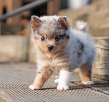 Pomsky pups for adoption Image eClassifieds4u 3