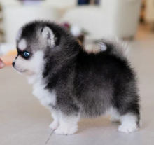 Pomsky pups for adoption Image eClassifieds4u 4
