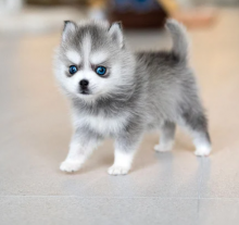Pomsky pups for adoption Image eClassifieds4u 1