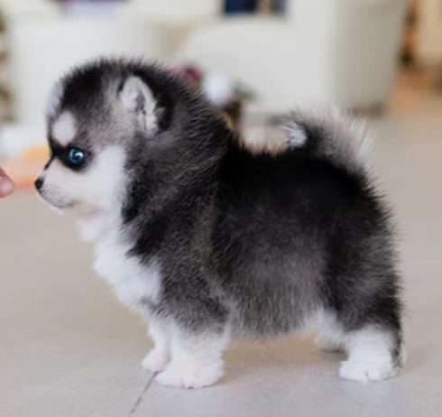 Pomsky pups for adoption Image eClassifieds4u