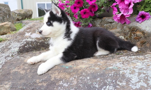 Excellent Blue Eyes Siberian Husky Puppies Image eClassifieds4u