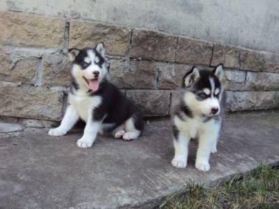 KC Siberian Husky Puppies, Males and Females available! Image eClassifieds4u