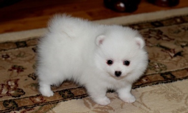 Lovely Pomeranian Puppies for adoption. Image eClassifieds4u