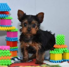 2 Yorkshire terrier puppies