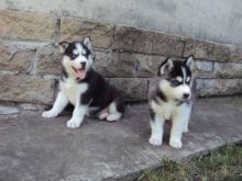 Cute m / f siberian husky puppies