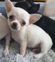 Gorgeous chihuahua puppies available!