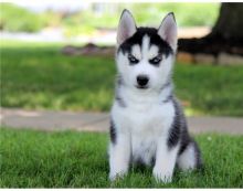 Male and female siberian husky puppy