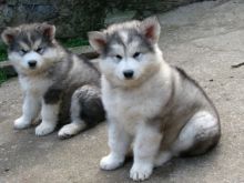 Quality chunky Alaskan Malamutes KC registered puppies