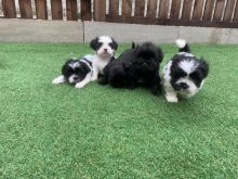 6Cute and charming Shih Tzu puppies for free adoption
