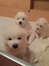 Adorable males and females Samoyed puppies available