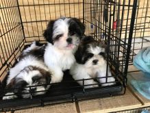 Cute Shih Tzu Puppies Available Now For Adoption...