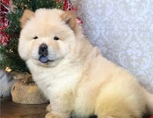 Lovely Chow Chow Puppies