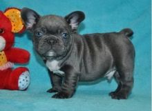 Sweet and playful french bulldog puppies