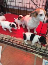 We have an adorable litter of six Jack Russell puppies boys and girls