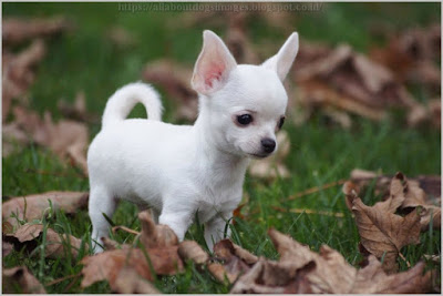 Adorable Chihuahua Puppies Image eClassifieds4u