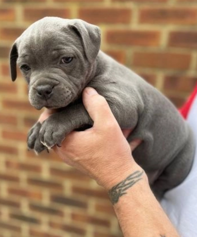 American staffordshire puppies available Image eClassifieds4u