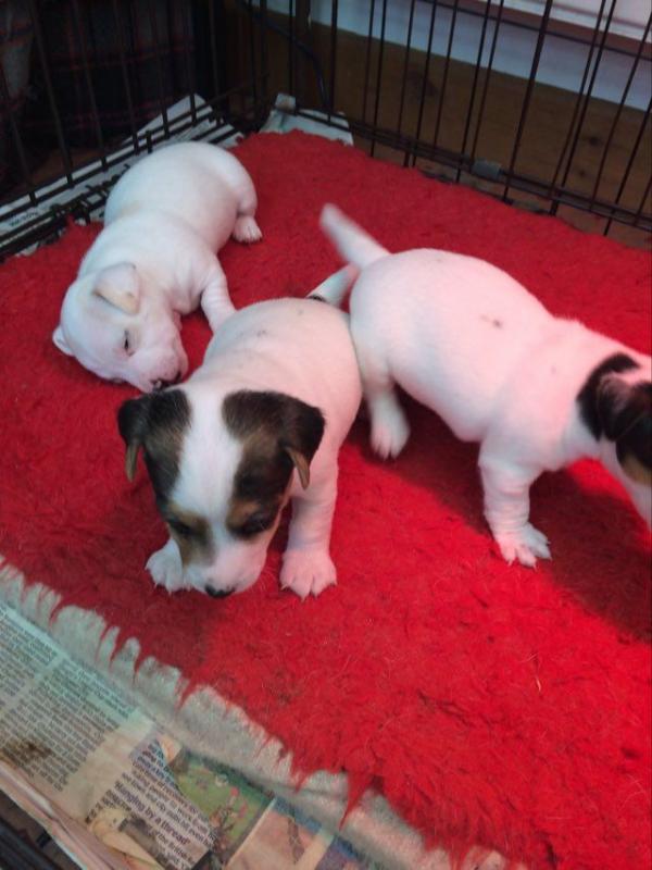 Lovely jack Russell pups ready for a good home Image eClassifieds4u