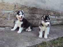 Cute m / f siberian husky puppies Image eClassifieds4U