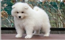 Magnificent and Sweet Samoyed Puppies Ready Image eClassifieds4U