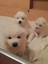 Adorable males and females Samoyed puppies available Image eClassifieds4U