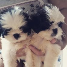 Beautiful Imperial Shih Tzu Puppies for Adoption... Image eClassifieds4u 2