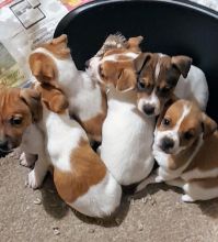 Jack Russell puppies available, lovely litter very well marked.. Image eClassifieds4u 2