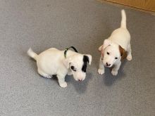 Jack Russell puppies available. Would be a wonderful addition Image eClassifieds4u 2