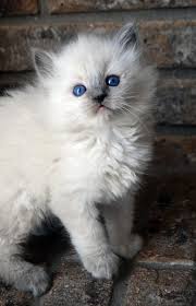 Cute Ragdoll kittens Image eClassifieds4u