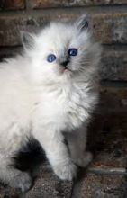 Cute Ragdoll kittens