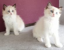 Cute male and female Ragdoll kittens