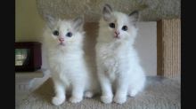 M/F Ragdoll kittens