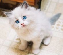 Ragdoll kittens,