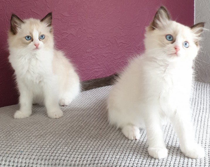 Cute male and female Ragdoll kittens Image eClassifieds4u
