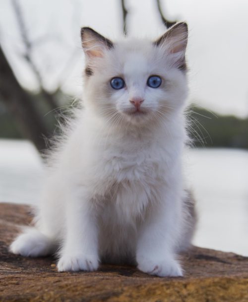 Beautiful M/F Ragdoll kittens, Image eClassifieds4u
