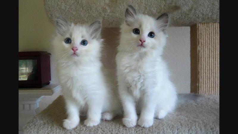 Beautiful M/F Ragdoll kittens, Image eClassifieds4u
