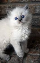 Cute Ragdoll kittens Image eClassifieds4U