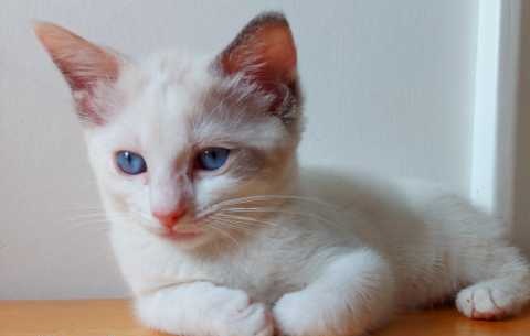 Ragdoll Kitten Image eClassifieds4u