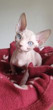 cute Sphynx kittens