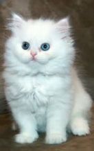 Healthy Persian Kittens