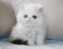 Persian Kittens