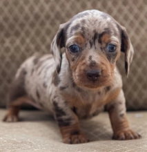 Amazing Dachshund puppies for sale