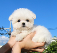 Beautiful Pedigree KC registered Maltese puppies