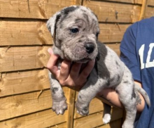 Cane Corso puppies for sale