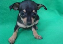 Chihuahua male aand female puppies for adoption